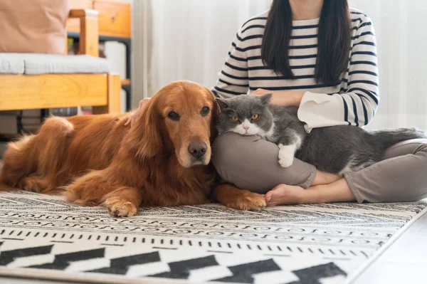 Golden Retrievers British Shorthairs Acompanham Seu Proprietário — Fotografia de Stock