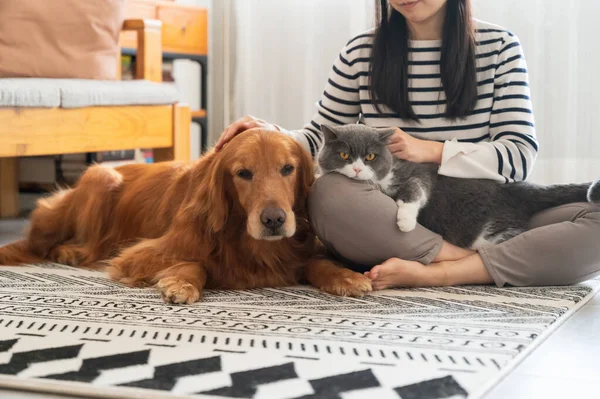 Golden Retriever British Shorthairs Accompagnano Loro Proprietario — Foto Stock