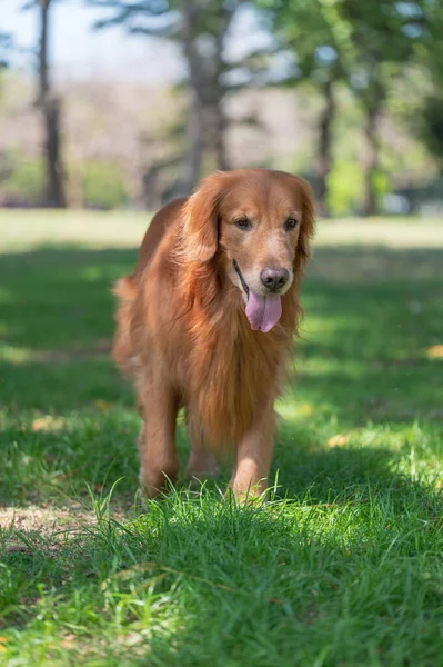 Golden Retriever Dog Walking Grass Park — Stock Photo, Image