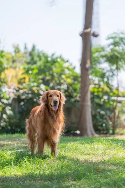 金猎犬站在公园的草地上 — 图库照片