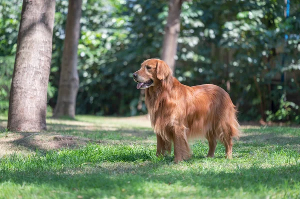 Golden Retriever Στέκεται Στο Γρασίδι Στο Πάρκο — Φωτογραφία Αρχείου