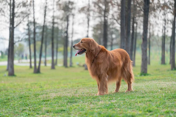 Golden Retriever Περπάτημα Στο Γρασίδι — Φωτογραφία Αρχείου