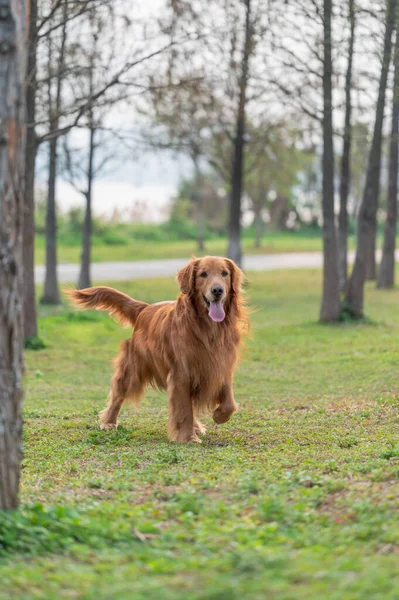 Golden Retriever walking on grass