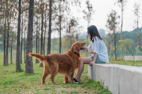 Golden Retriever Sienta Hierba Con Propietario —  Fotos de Stock