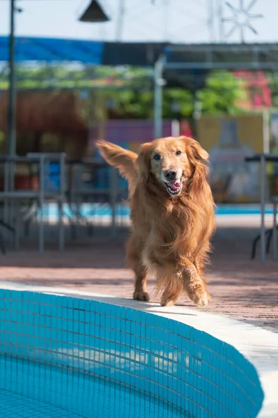 Golden Retriever Biegnie Nad Basenem — Zdjęcie stockowe