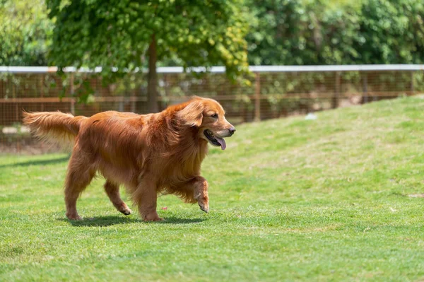 Golden Retriever Σκυλί Περπάτημα Στο Γρασίδι — Φωτογραφία Αρχείου