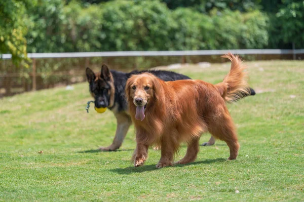 Golden Retriever Και Γερμανικός Βοσκός Τρέχει Και Παίζει Στο Γρασίδι — Φωτογραφία Αρχείου