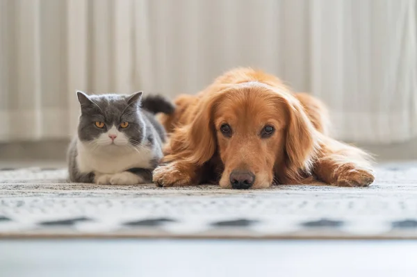 Golden Retriever Brytyjski Skrót Leżący Dywanie — Zdjęcie stockowe