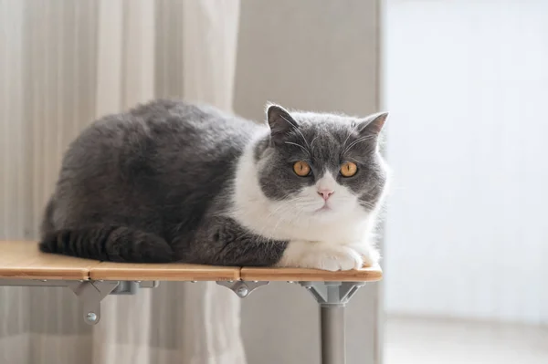 Британський Короткохвостий Кіт Лежав Маленькому Столику — стокове фото
