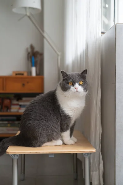 Brytyjski Kot Siedzący Małym Stoliku — Zdjęcie stockowe