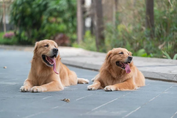 Two Golden Retrievers Lying Ground — стоковое фото