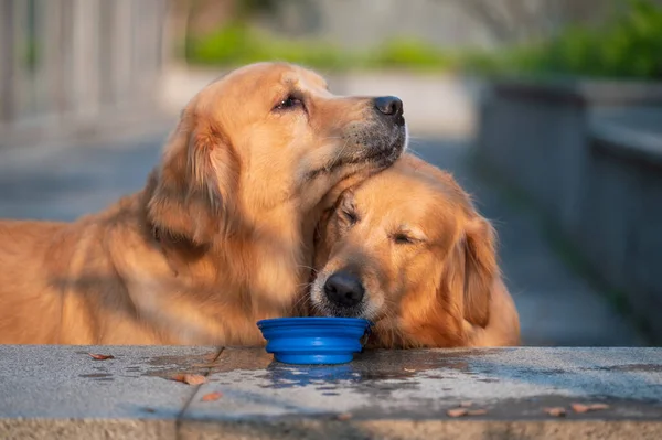 Two Golden Retrievers Drinking Water Together — стоковое фото