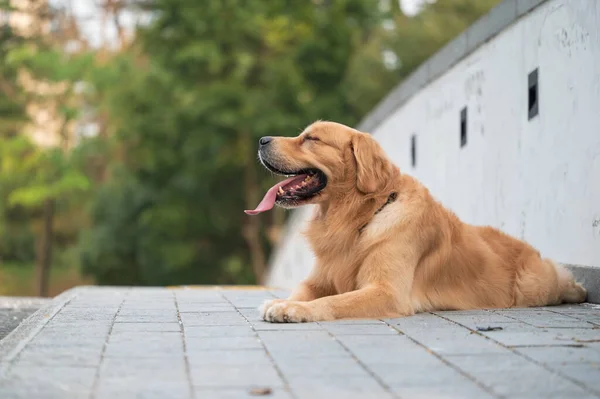 Golden Retriever Leżąc Ziemi — Zdjęcie stockowe