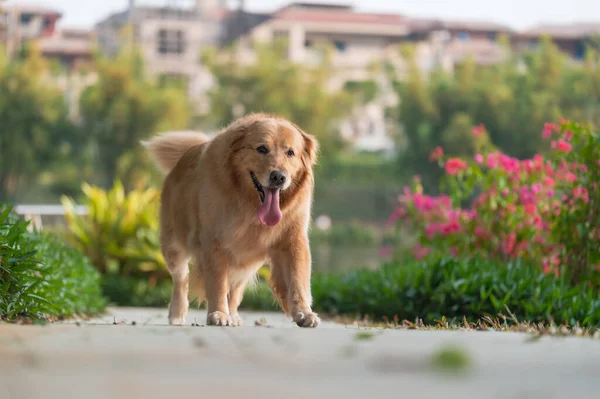 Golden Retriever Dog Playing Walking Park — Stock Photo, Image