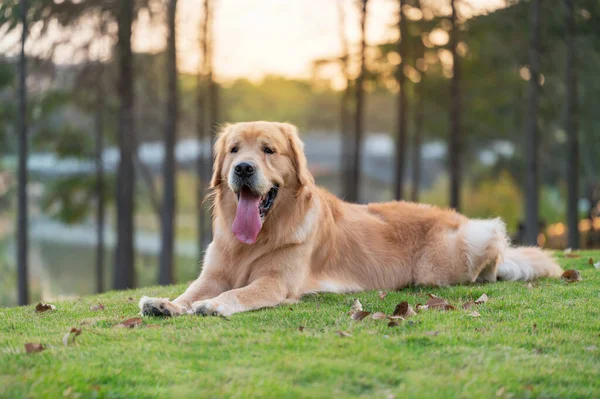 草の上に横たわるゴールデン リトリーバー — ストック写真