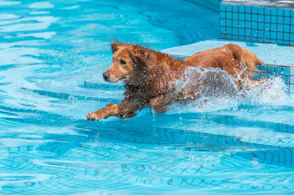 Golden Retriever Παίζει Ευτυχισμένος Στην Πισίνα — Φωτογραφία Αρχείου