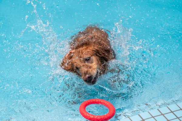 Golden Retriever Havuzda Oynuyor — Stok fotoğraf