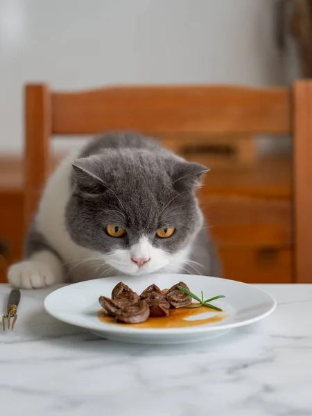 British Shorthair Cats Attracted Food Table — Fotografia de Stock