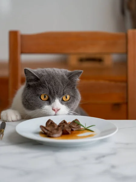 British Shorthair Cats Attracted Food Table — Fotografia de Stock