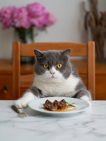 British Shorthair Cat Sitting Dining Table Ready Eat — Fotografia de Stock