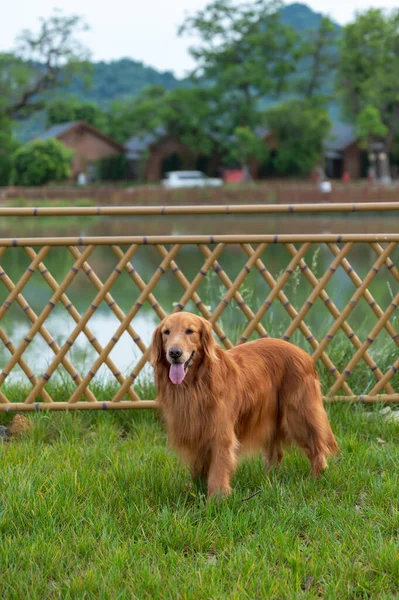 Golden Retriever Caminha Grama Jardim — Fotografia de Stock