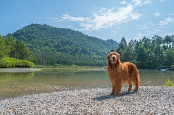 Golden Retriever Junto Lago — Fotografia de Stock