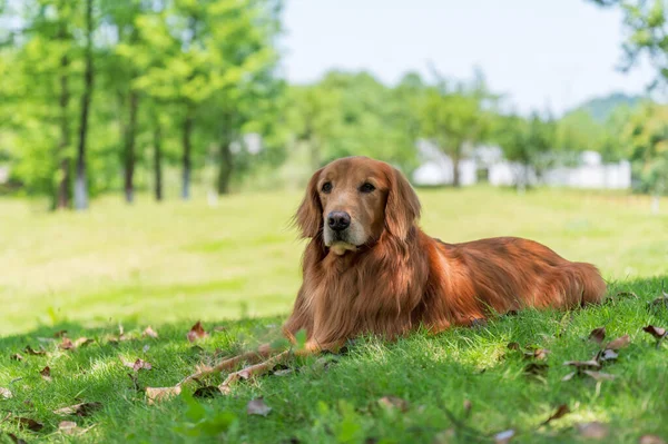 Golden Retriever Lying Grass Park — Stock Photo, Image