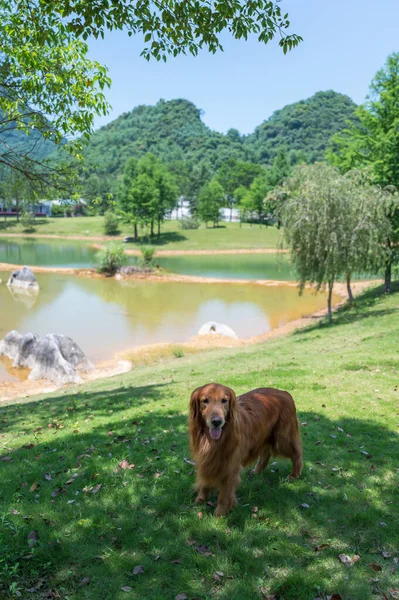 Golden Retriever standing on the grass by the lake