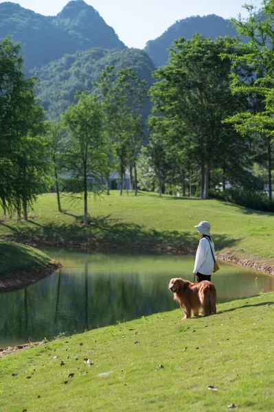 Golden Retriever Accompanies Its Owner Stand Grass Lake — Foto Stock