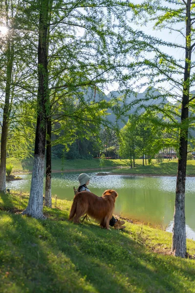 Golden Retriever Accompanies Its Owner Lake — 图库照片