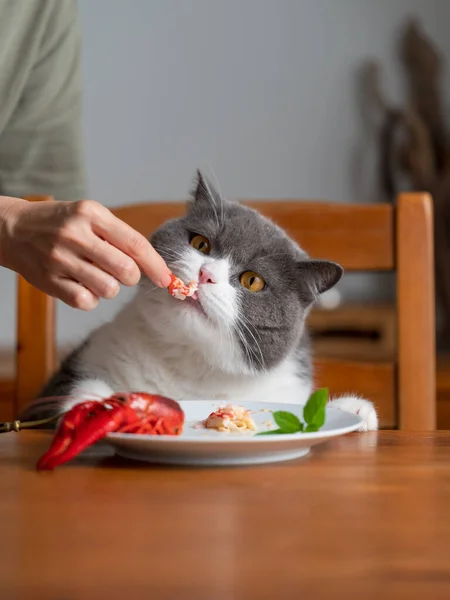 Britânico Gato Shorthair Sentado Mesa Jantar Comer — Fotografia de Stock