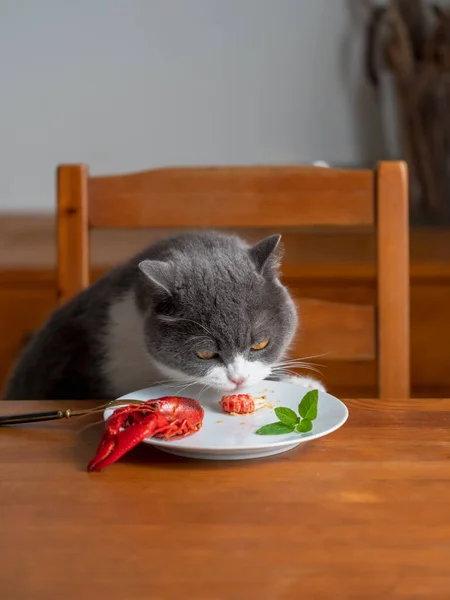British Shorthair Gato Sentado Mesa Comedor Comer —  Fotos de Stock