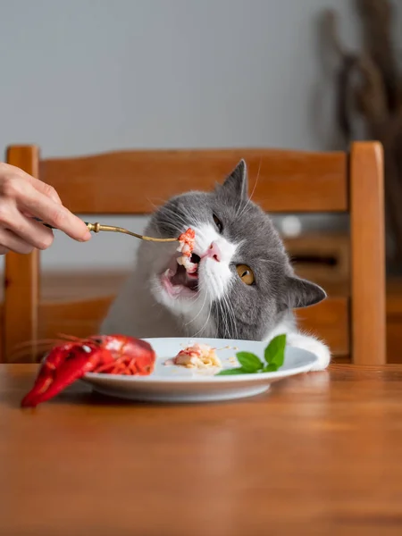 Britânico Gato Shorthair Sentado Mesa Jantar Comer — Fotografia de Stock