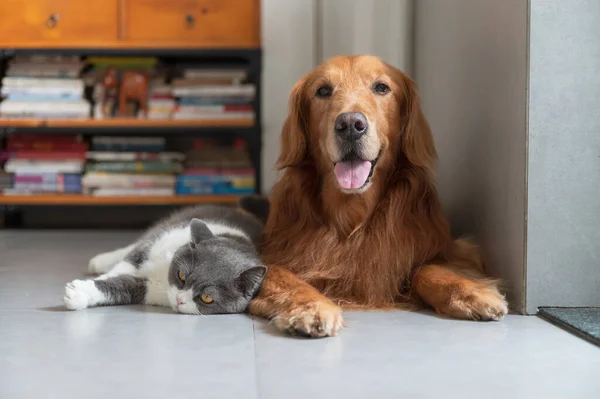 Golden Retriever Und Britisch Kurzhaar Liegen Auf Dem Boden — Stockfoto