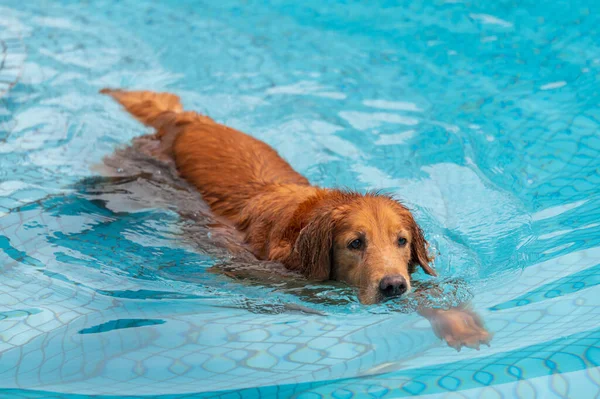 Golden Retriever Plavání Bazénu — Stock fotografie