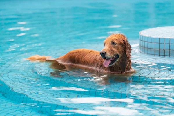 Golden Retriever Παίζει Στην Πισίνα — Φωτογραφία Αρχείου