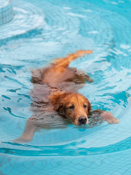 Golden Retriever Zwemmen Het Zwembad — Stockfoto