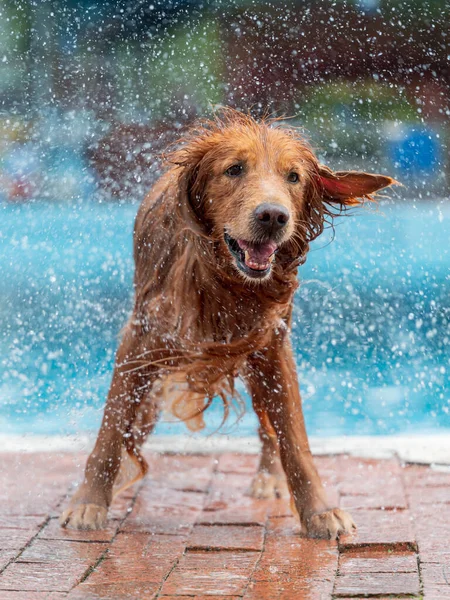 Golden Retriever spins off water by the pool