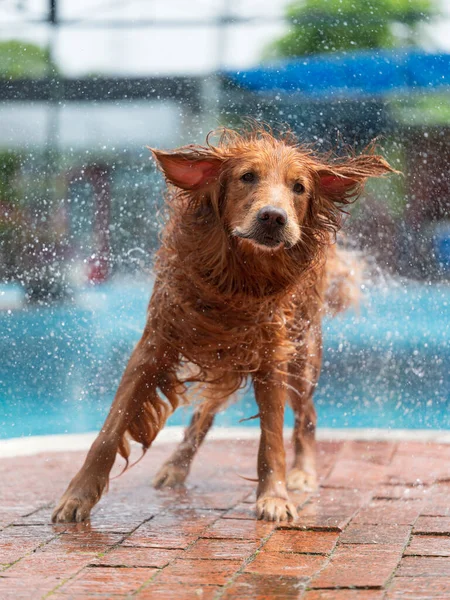 Golden Retriever spins off water by the pool