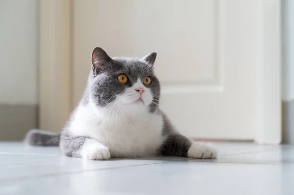 Британський Короткохвостий Кіт Лежить Підлозі — стокове фото