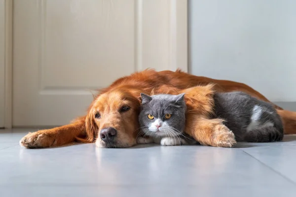 Golden Retriever Hugs British Shorthair Cat — Stock Photo, Image