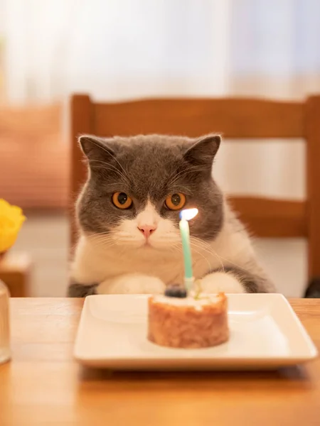 Britânico Shorthair Gato Olhando Para Comida Mesa — Fotografia de Stock