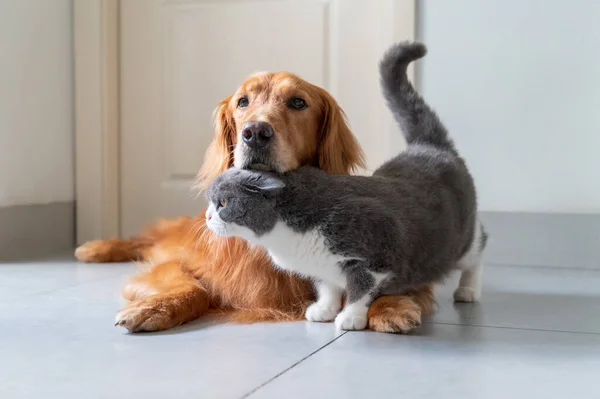 Golden Retriever Και British Shorthair Πάνε Καλά — Φωτογραφία Αρχείου