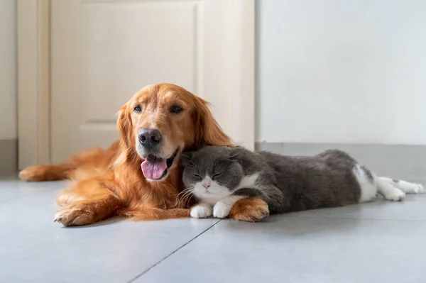 Golden Retriever British Shorthair Dogadują Się — Zdjęcie stockowe