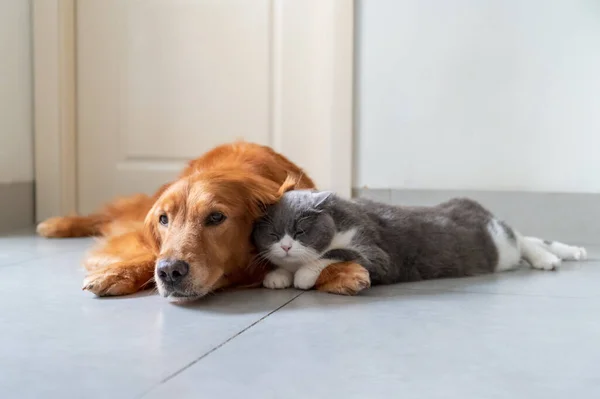 Golden Retriever British Shorthair Dogadują Się — Zdjęcie stockowe