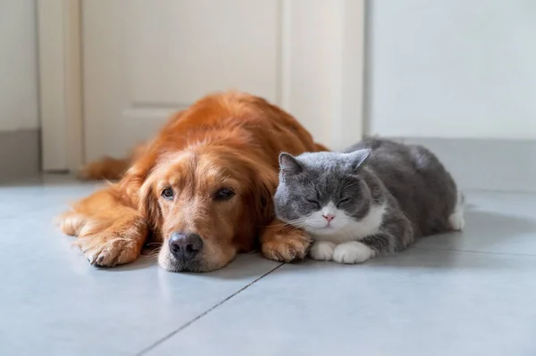 Golden Retriever British Shorthair Couchés Sur Sol — Photo