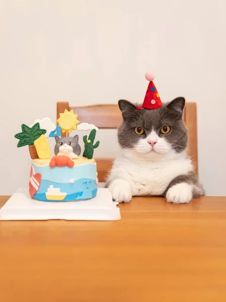 British Shorthair cat and its birthday cake