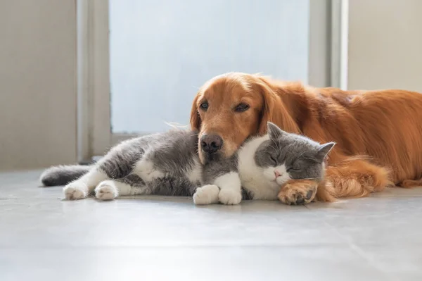 Golden Retriever Und Britisch Kurzhaar Sind Freundlich — Stockfoto