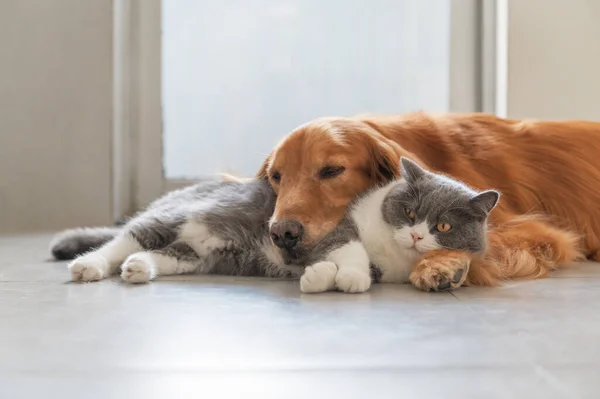 Golden Retriever British Shorthair São Amigáveis — Fotografia de Stock