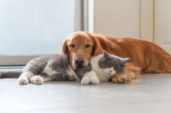 Golden Retriever British Shorthair Dosttur — Stok fotoğraf